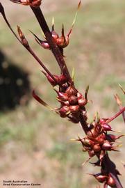   Vegetative bulblets:   Watsonia meriana  var.  bulbilifera;  Photo by South Australian Seed Conservation Centre, used with permission 
